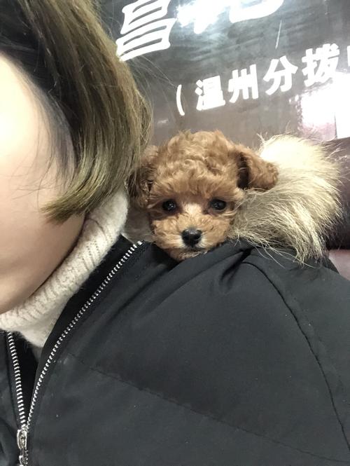 泰迪训练的方法如下