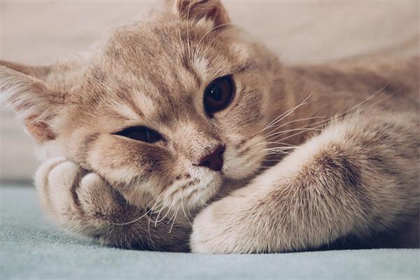 猫进新家要注意什么东西