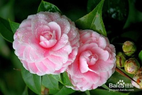 茶花夏季注意事项
