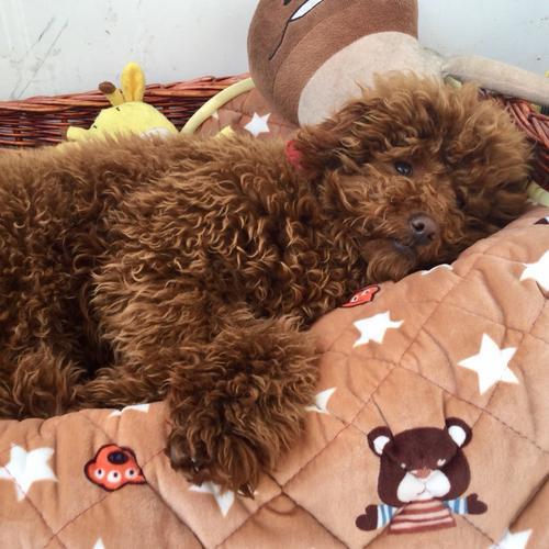泰迪幼犬乱咬东西