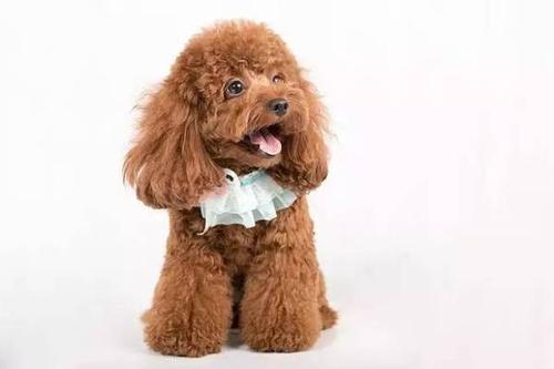 泰迪犬怎样训练走路