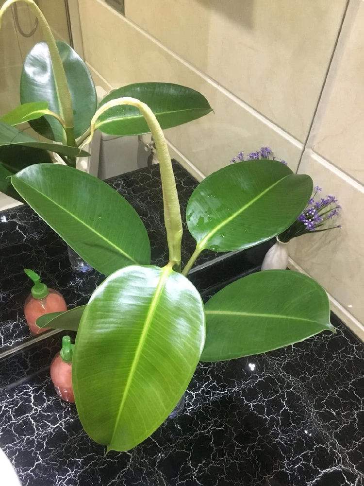 橡皮树水插的注意事项