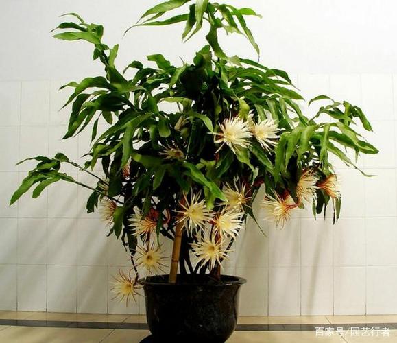 昙花栽培技术