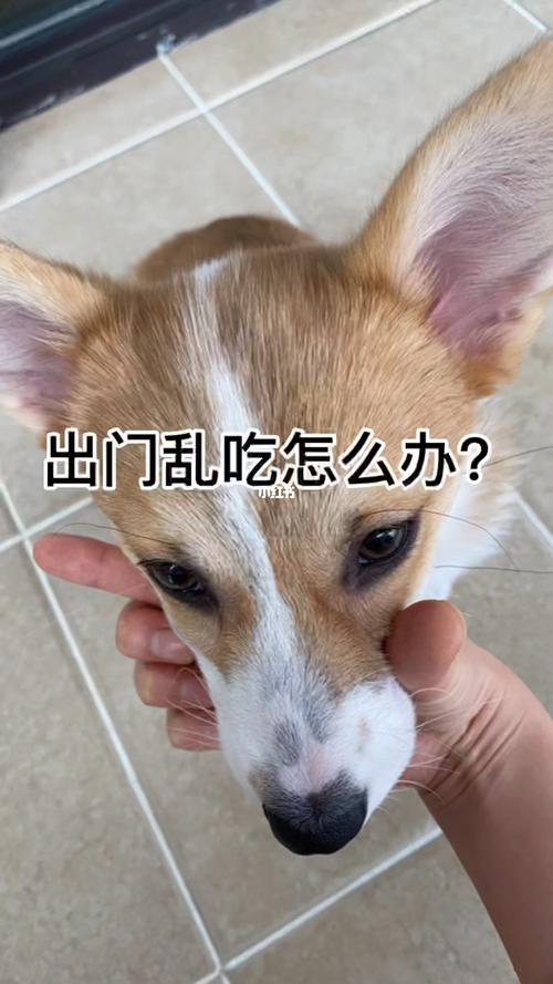 柯基散养乱吃东西