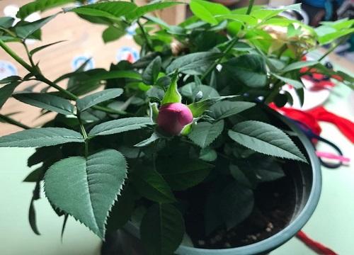 玫瑰盆栽种植方法