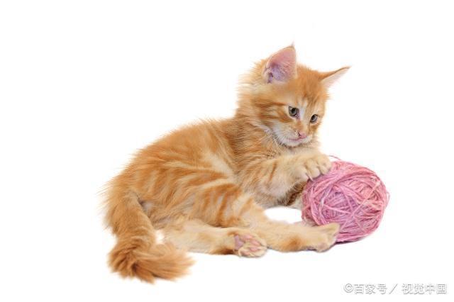 有什么东西可以给小猫玩