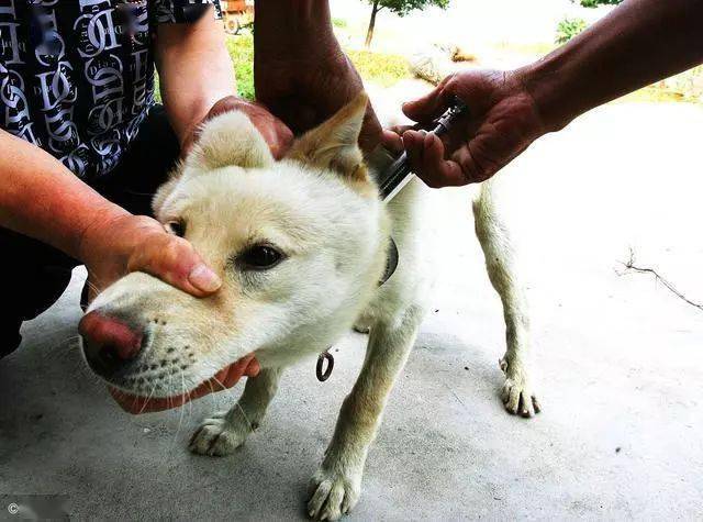 狗大狗总是乱咬东西怎么办啊