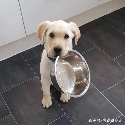 怎么训狗叼东西