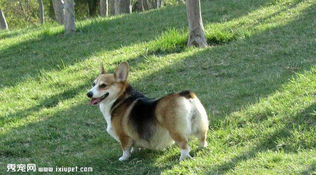 小柯基犬怎么训练