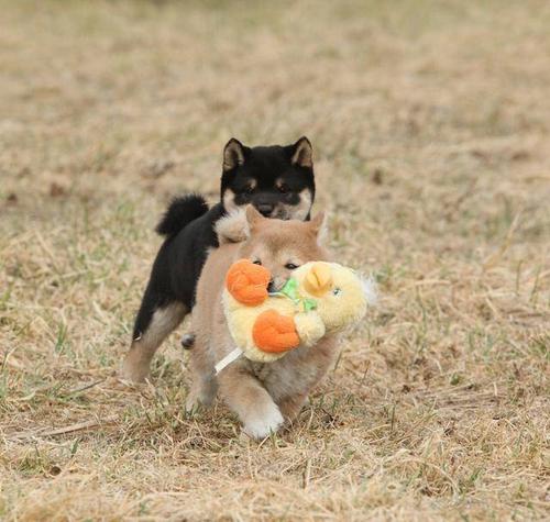 柴犬的排泄训练