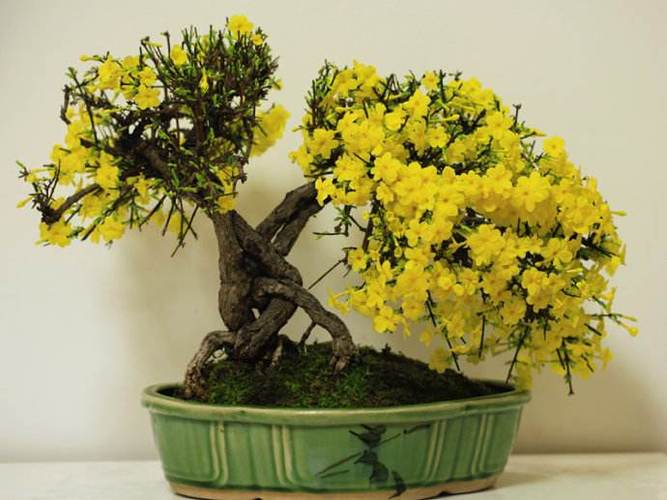 迎春花的栽培
