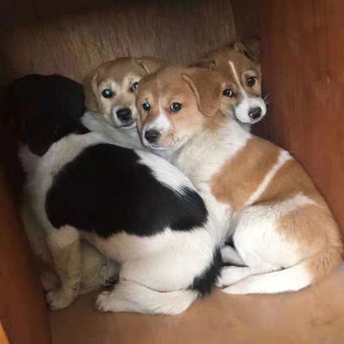 中华田园犬幼犬训练