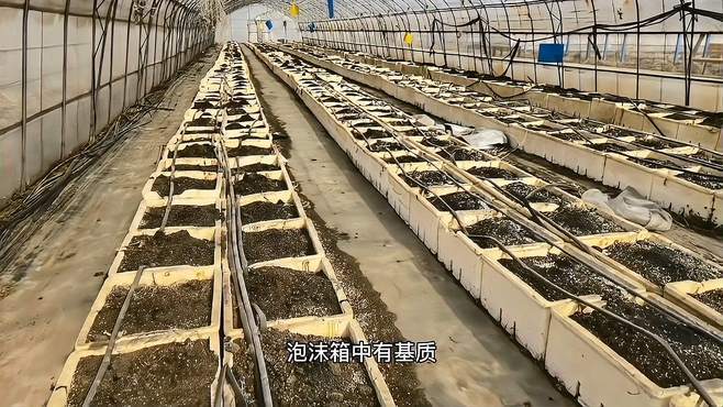 栽培基质如何进行消毒