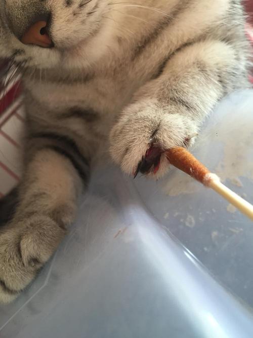 猫吃完东西为什么爪子