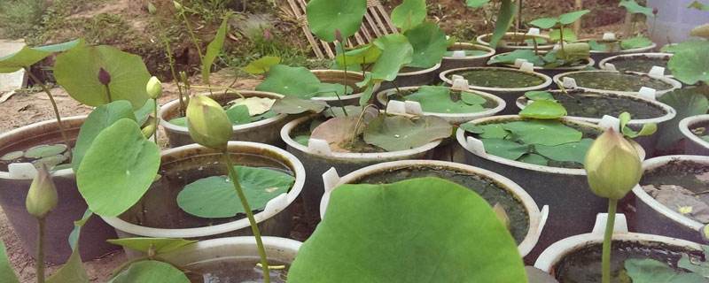 冬天碗莲种植方法