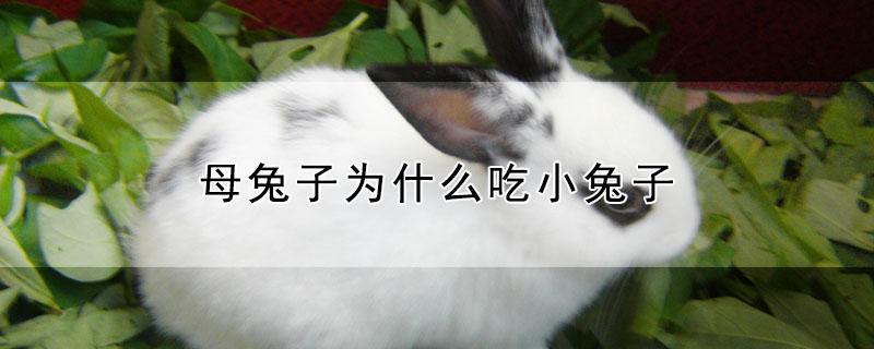 兔子受到惊吓不吃东西