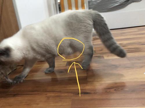 猫肚子有东西跳