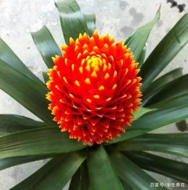 菠萝花的养殖方法