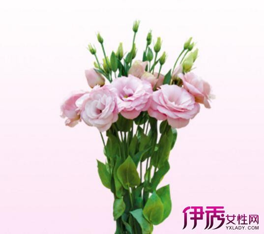 洋桔梗栽培枝术