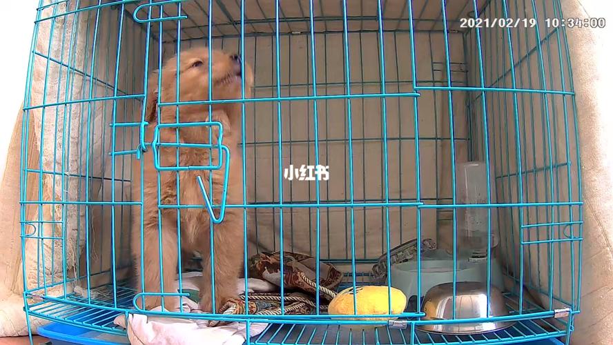 金毛幼犬怎么训练笼子睡觉