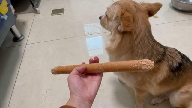 怎么帮小狗吐东西吗