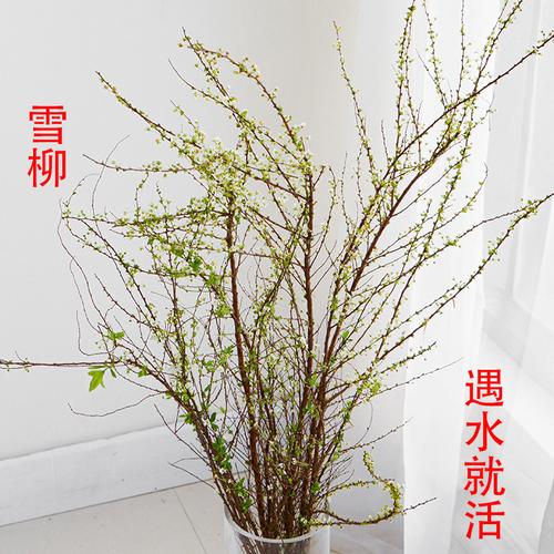 水枝花的栽培
