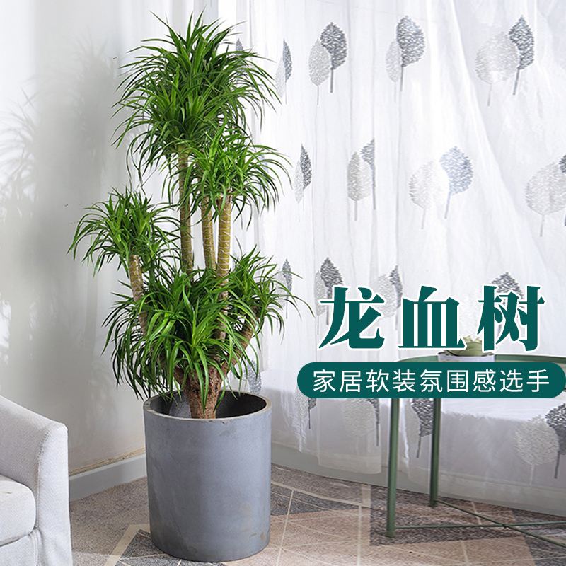 三色龙血树的养殖方法