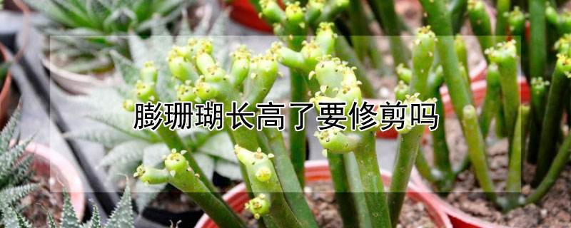 膨珊瑚盆栽的养殖方法