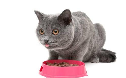 猫贫血不吃东西