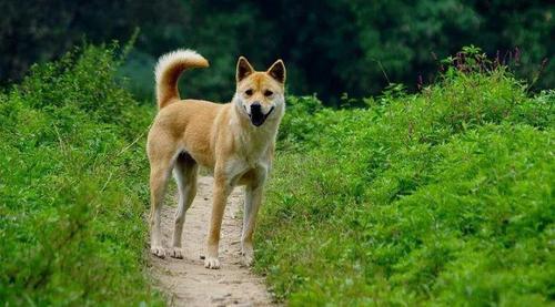 田园狗怎么样训练
