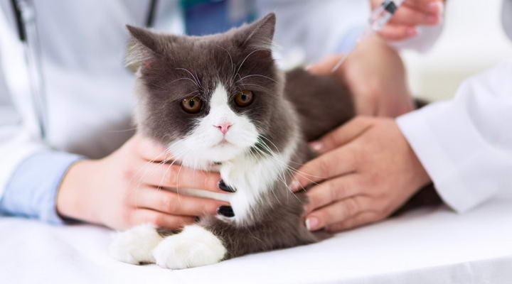 猫咪得了糖尿病不吃东西怎么办
