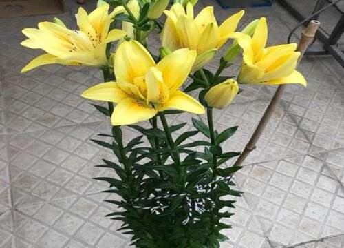 种百合花的注意事项