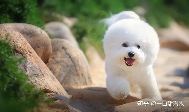 比熊犬怎么训练叫