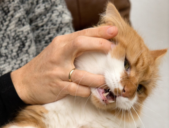 小猫突然爱咬东西