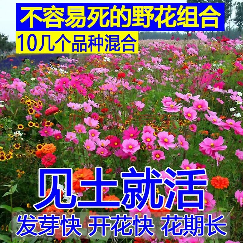 野花组合播种注意事项