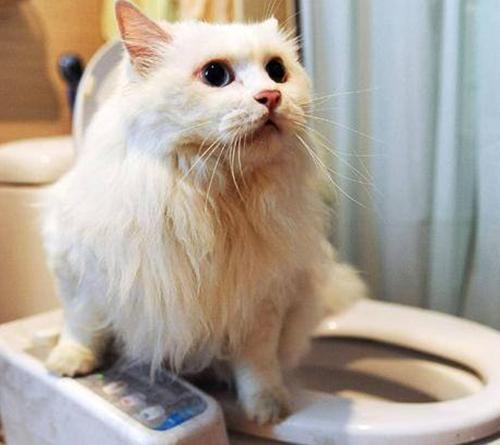 猫突然不吃东西便秘怎么办