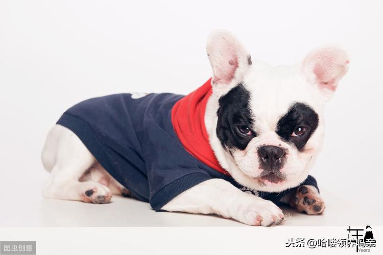 法斗突然不吃东西怎么办