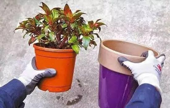 刚换盆绿植的注意事项