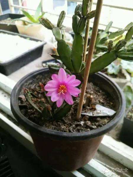 仙人指花的养殖方法