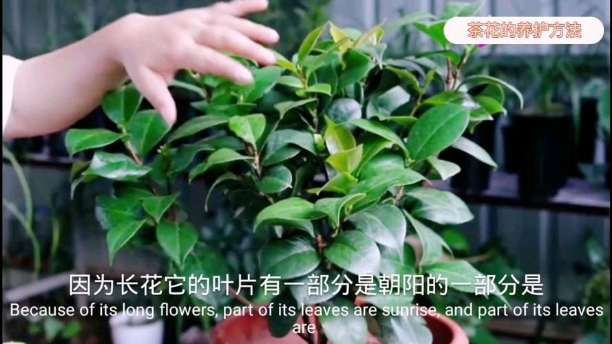 春季茶花栽培技术