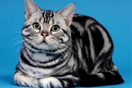 猫猫才来 该买什么东西