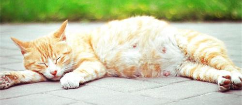 猫怀孕准备什么东西