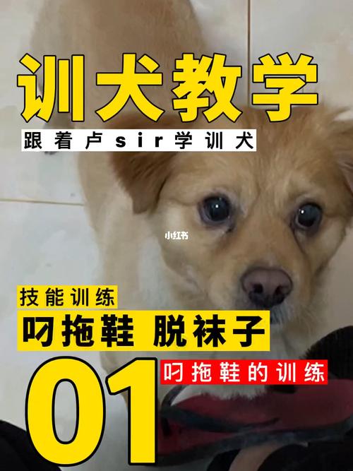 如何训练狗狗拿拖鞋