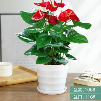 花卉 红掌栽培