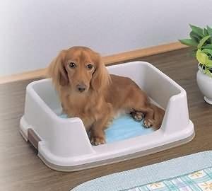 狗大了怎么训练定点拉屎