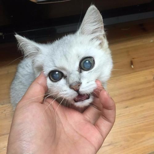 猫咪眼睛上有东西怎么办