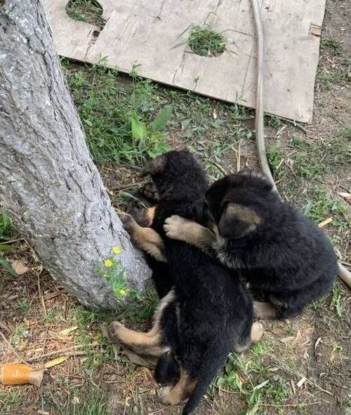 德牧幼犬上树训练