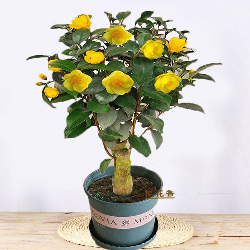 茶花盆栽养殖方法