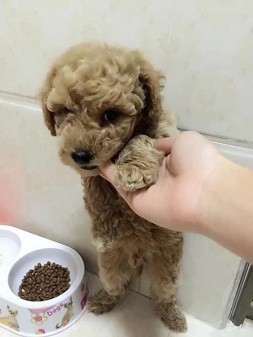2个月大的泰迪怎么训练