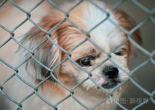 训练狗待在笼子里